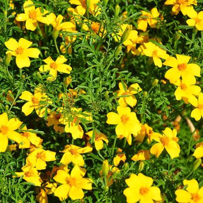 Gewürztagetes Lemon Gem - Tagetes tenuifolia 25+ Samen - Seeds - Graines Ed 068