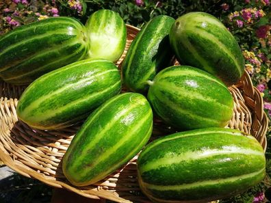 Gurkenmelone Carosello Spuredda Leccese Cucumber 5+ Samen Seeds - Graines Cu 031
