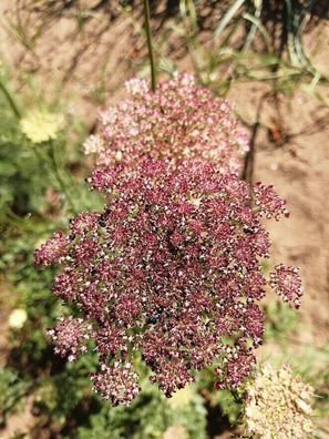 Dara Wilde Möhre - Dara Flowering Carrot - 100+ Samen - Saatgut - Seeds Ed 022