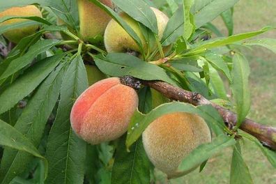 Ungarischer Pfirsich - Prunus persica - Hungarian Wild Peach 3+ Samen G 087