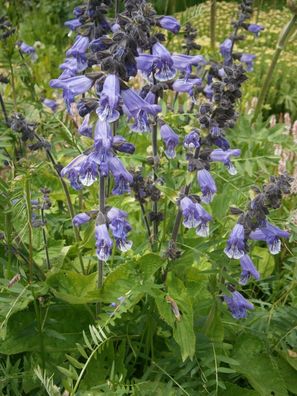 Kaschmir - Salbei - Salvia hians - Himalayan Blue Sage 5+ Samen - Saatgut F 190