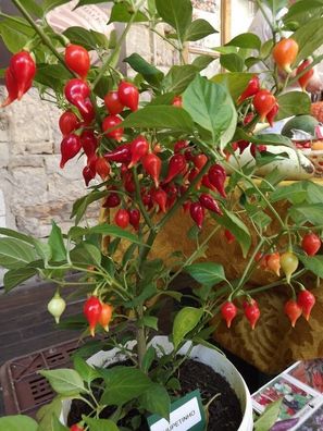 Chupetinho Chili - rote Biquinho aus Brasilien 10+ Samen Saatgut - Seeds Ch 134