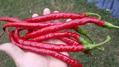 Joe´s Long Cayenne Chili 10+ Samen - Saatgut - Seeds - LANG und FEIN! Ch 115