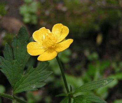 Kriechender Hahnenfuss - Ranunculus repens 25+ Samen - Seeds - Saatgut E 204