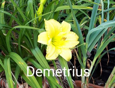 Hemerocallis ´Demetrius´ Taglilie