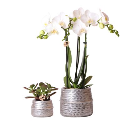 Kolibri Company - Pflanzenset Groove silber | Set mit weißer Phalaenopsis Orchidee...