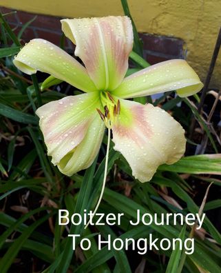 Hemerocallis ´Boitzer Journey To Hongkong´ Taglilie
