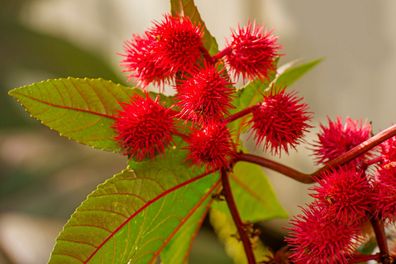 Wunderbaum, Ricinus communis "Impala" , 1 Stck. im 12 cm Topf
