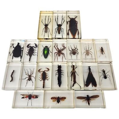 Insekten Acrylblock Präparate Spinnen Käfer Skorpione Wanzen Tiere Sammlung