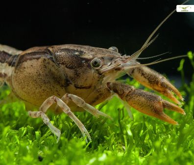 Cambarellus sp. Hub