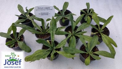Echium vulgare, 6 Stck. im 9cm Topf, eine heimische Wildpflanze!