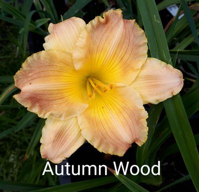 Hemerocallis ´Autumn Wood Taglilie