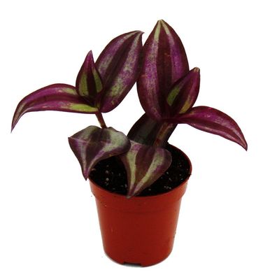 Mini-Pflanze - Tradescantia "Purple" - Dreimasterblume - Wasserhexe - Ideal für ...