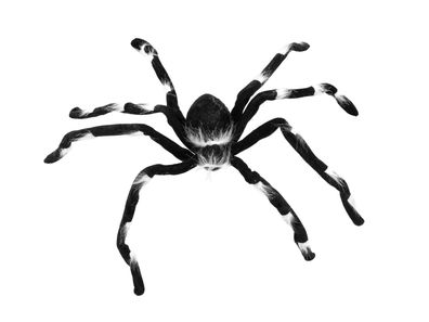 Pelzige Halloween Spinne 70x14x5cm biegsame Beine Fell mit weißen Büscheln