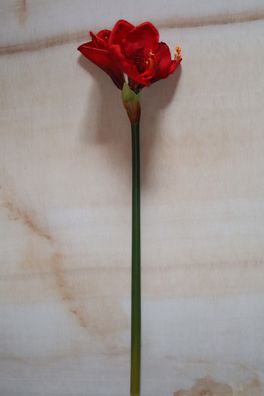 Amaryllis mit 2 Blüten und 1 Knospe, natural touch, künstlich, 68 cm, Farbe Rot