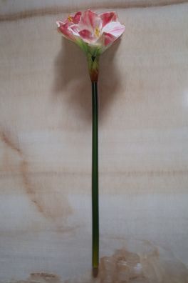 Amaryllis mit 2 Blüten und 1 Knospe, natural touch, künstlich, 68 cm, Farbe Weiß-Rosé