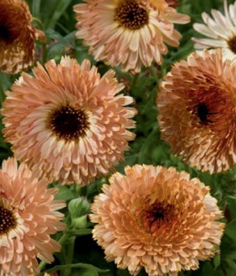 Ringelblumen Calendula Touch of Red Buff Höhe 50-60 cm Samen