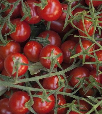 Tomaten Wildtomate Rote Murmel Samen - keine Hybride