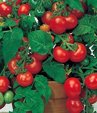 Tomaten Balkon Topf Tomate Balkonstar Höhe 40-50 cm Samen