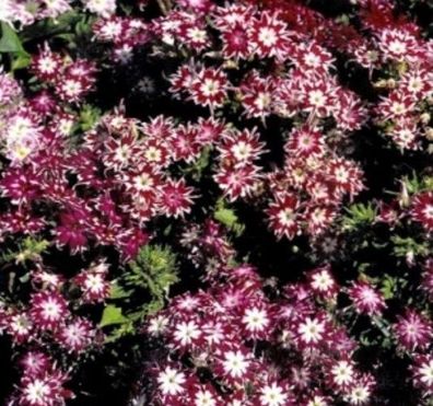 Flammenblume Phlox Sternenzauber einjährig Höhe 20 cm Samen