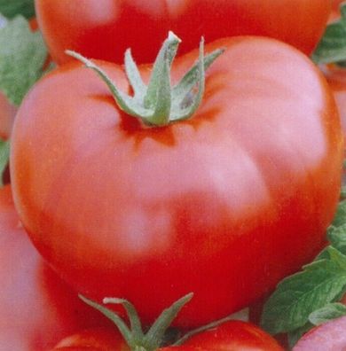Tomaten Fleischtomate Saint-Pierre Samen - keine Hybride!