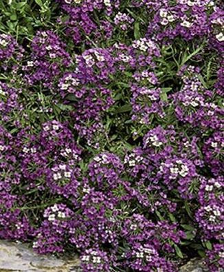 Steinkraut Duftsteinrich Alyssum Königsteppich violett einjährig 12 cm Samen
