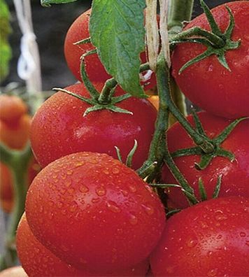 Tomaten BIO Geschmackstomaten Berner Rose Samen Keine Hybride!