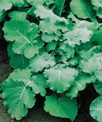 Kohl Markstammkohl Futterkohl Grüner Ring Samen