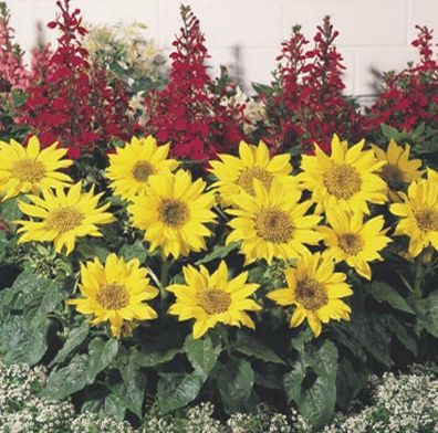 Sonnenblumen Zwerg Sonnenblume Helianthus Pacino Gold Höhe 30-40 cm Samen