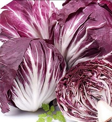 Salat Zichoriensalat Radicchio Palla Rossa Samen