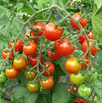 Tomaten Kirschtomate Supersweet Samen