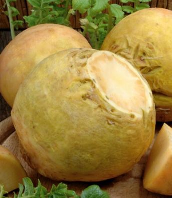 Kohl Kohlrüben Erdkohlraben Gelbe Wilhelmsburger Samen