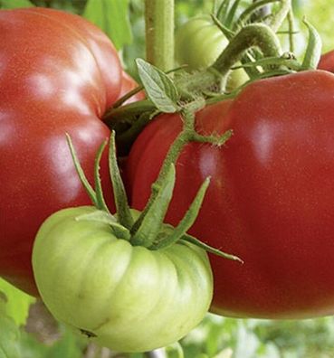 Tomaten Master Fleischtomate F1-Hybride Samen