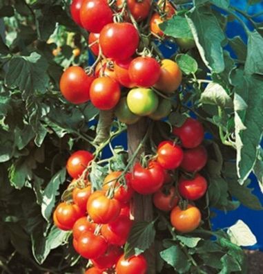 Tomaten Harzfeuer F1-Hybride Samen