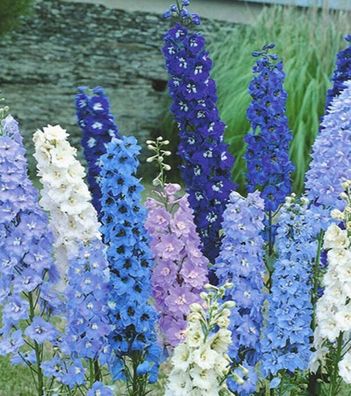 Rittersporn Delphinium Feine Farben Mischung Höhe 110 cm Samen