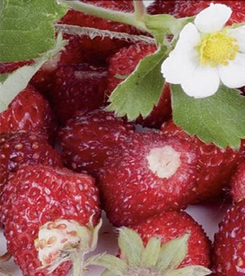 Erdbeeren Monats Erdbeeren Rügen Walderdbeer Aroma Samen
