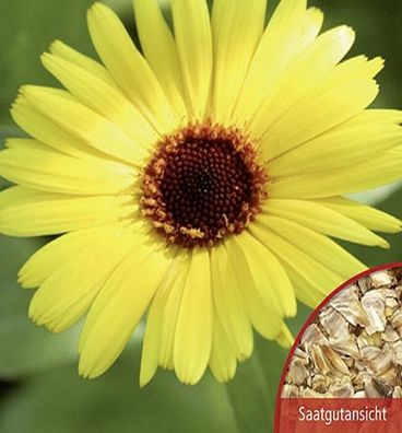 Margeriten Sommer Margeriten Gloria Orange einjährig Samen