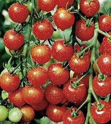 Tomaten Cocktail-Kirschtomate Sweet Cherry keine Hybride!