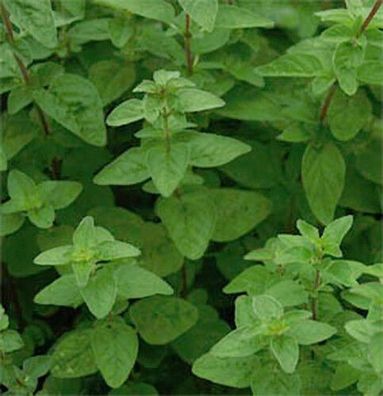 Oregano Staudenmajoran Dost mehrjährig Samen