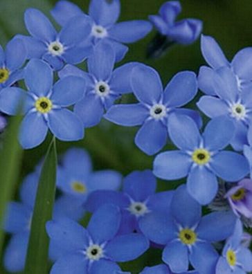 Vergißmeinnicht Myosotis Indigo Compacta Tiefblau zweijährig Samen