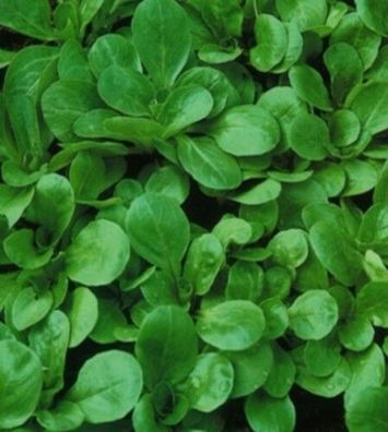 Salat Feldsalat Favor dunkelgrün vollherzig Vorteilspack Samen