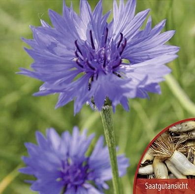 Kornblumen Centaurea Blauer Junge Höhe 80 cm Samen