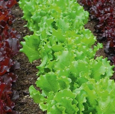 Salat Multileaf Salate Saatband 5m für Balkonkasten und Hochbeet