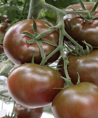 Tomaten Schokoladen Tomate Sacher F1-Hybride Samen