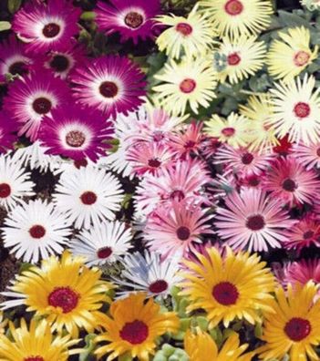 Mittagsblume Doretheanthus Benary Höhe 10 cm Samen