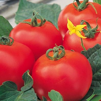 Tomaten Diplom F1 Hybride Samen