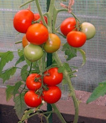 Tomaten Phantasia resistente Stabtomate Samen