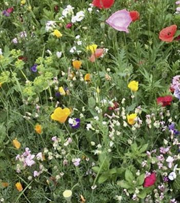 Sommerblumen Bio Mischung Blühender Naturgarten Höhe 20-40 cm Samen