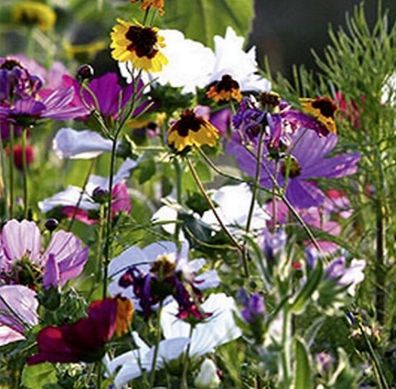 Sommerblumen BIO Bienen und Schmetterlingsweide einjährig Höhe 20-40 cm Samen
