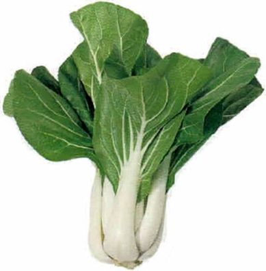 Kohl Asia Salat Pak Choi Samen